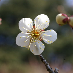 nakanotakami